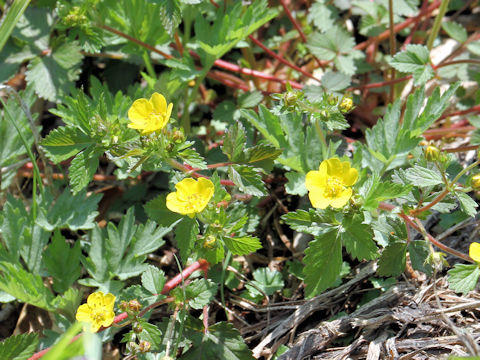 Potentilla togasii