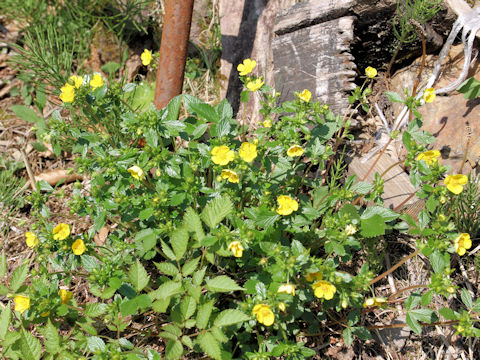 Potentilla togasii