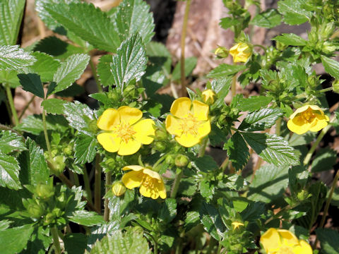 Potentilla togasii