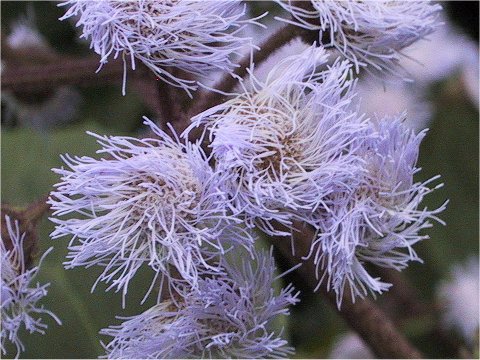 Eupatorium atrorubens