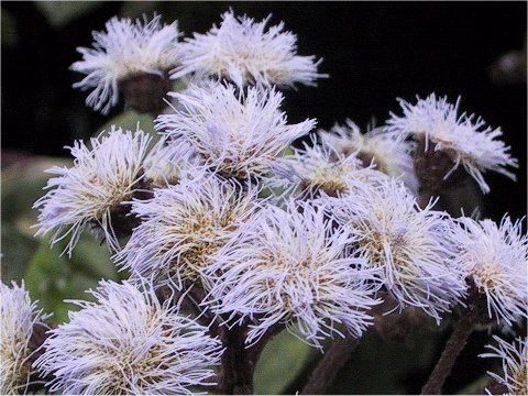 Eupatorium atrorubens