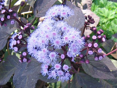 Eupatorium atrorubens