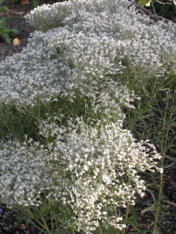 Eupatorium hyssopifolium