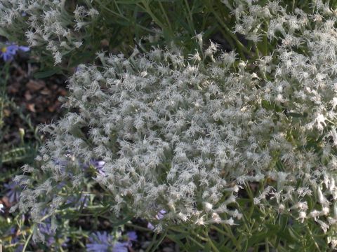 Eupatorium hyssopifolium