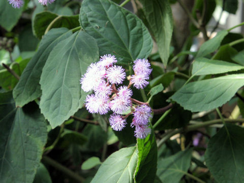 Eupatorium sordidum