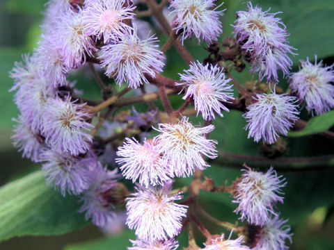 Eupatorium sordidum