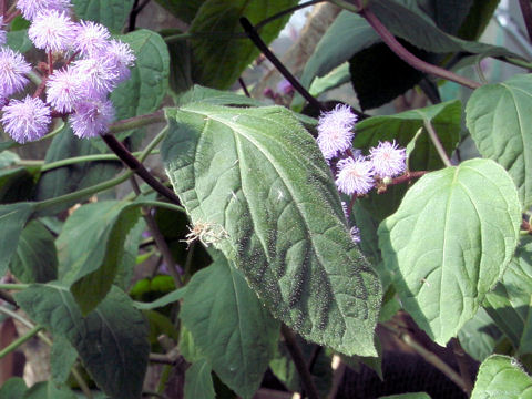 Eupatorium sordidum