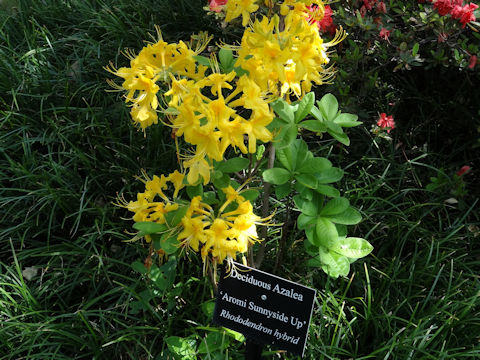Rhododendron sanctum var. lasiogynum cv. Aromi Sunnyside Up