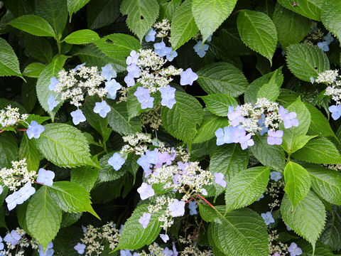 Hydrangea serrata var. megacarpa