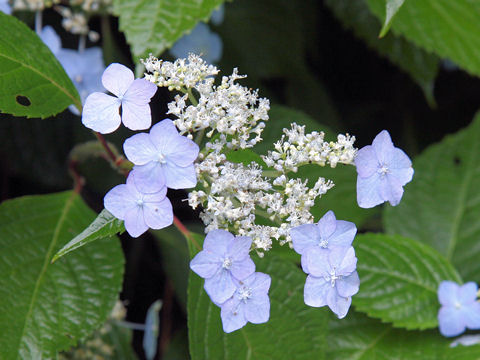 Hydrangea serrata var. megacarpa