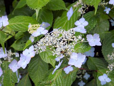 Hydrangea serrata var. megacarpa