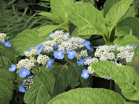 Hydrangea serrata var. megacarpa