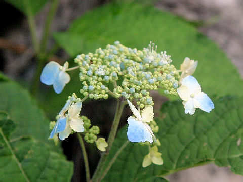 Hydrangea serrata var. megacarpa