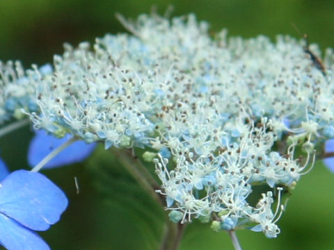 Hydrangea serrata var. megacarpa