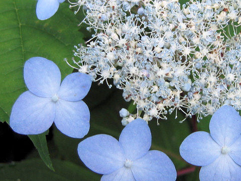 Hydrangea serrata var. megacarpa