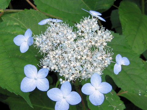 Hydrangea serrata var. megacarpa