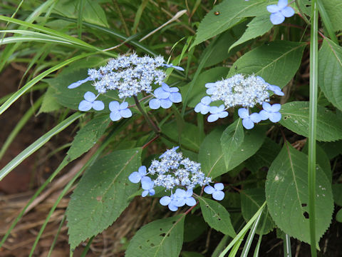 Hydrangea serrata var. megacarpa