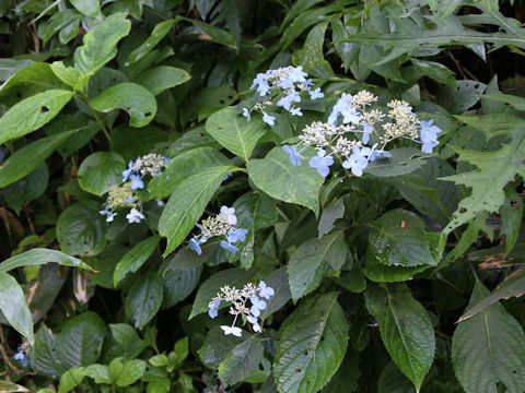 Hydrangea serrata var. megacarpa