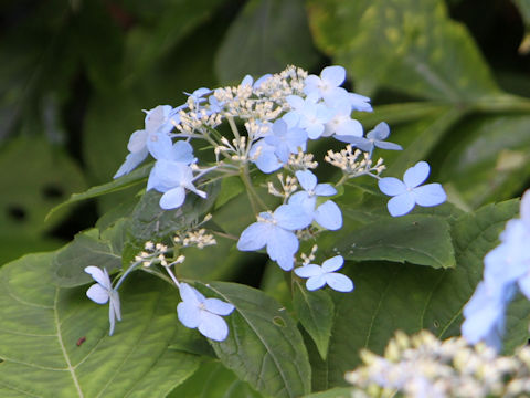 Hydrangea serrata var. megacarpa