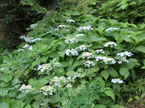 Hydrangea serrata var. megacarpa