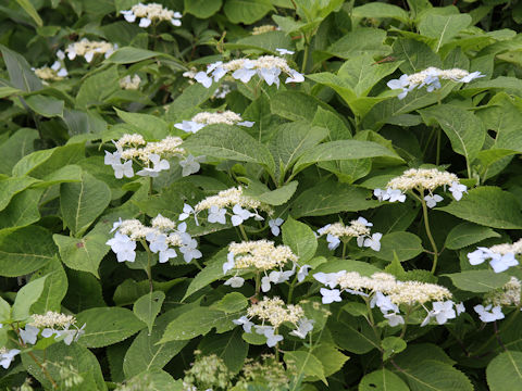 Hydrangea serrata var. megacarpa