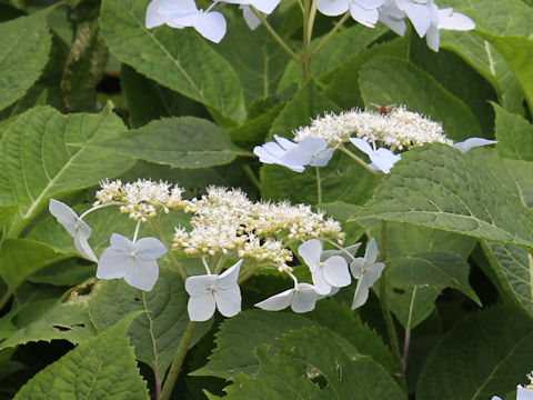 Hydrangea serrata var. megacarpa