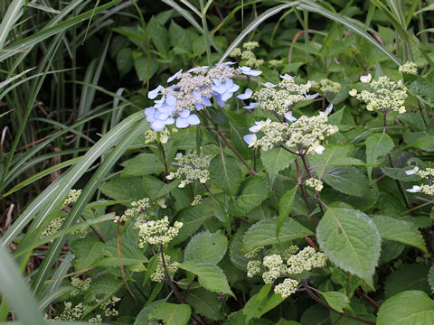 Hydrangea serrata var. megacarpa