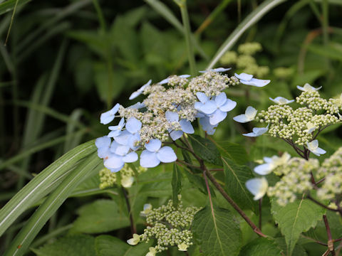 Hydrangea serrata var. megacarpa