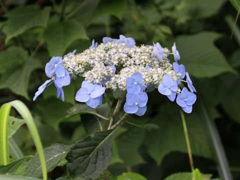 Hydrangea serrata var. megacarpa