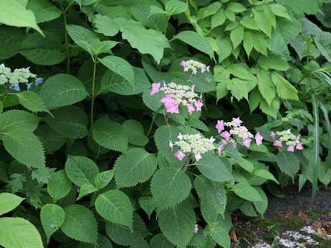 Hydrangea serrata var. megacarpa