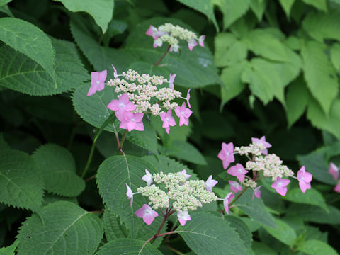 Hydrangea serrata var. megacarpa