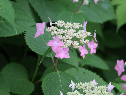 Hydrangea serrata var. megacarpa