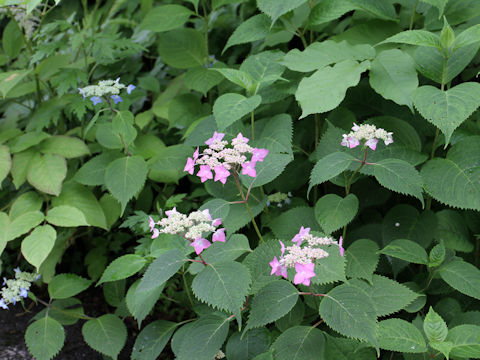 Hydrangea serrata var. megacarpa