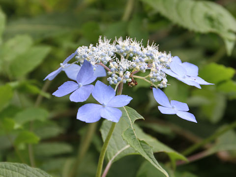 Hydrangea serrata var. megacarpa