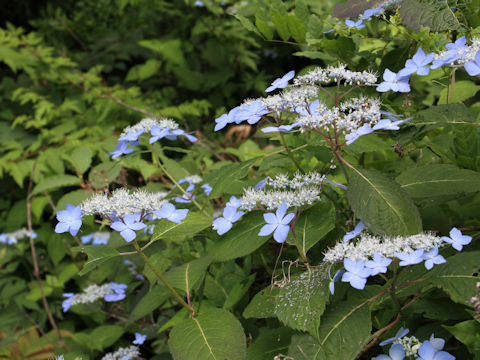 Hydrangea serrata var. megacarpa