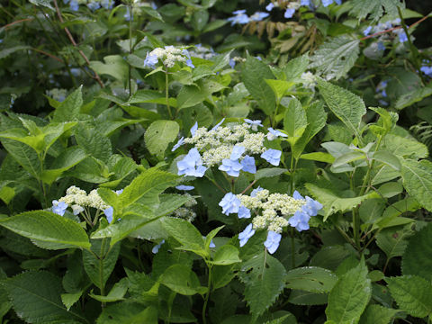 Hydrangea serrata var. megacarpa