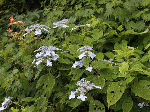 Hydrangea serrata var. megacarpa