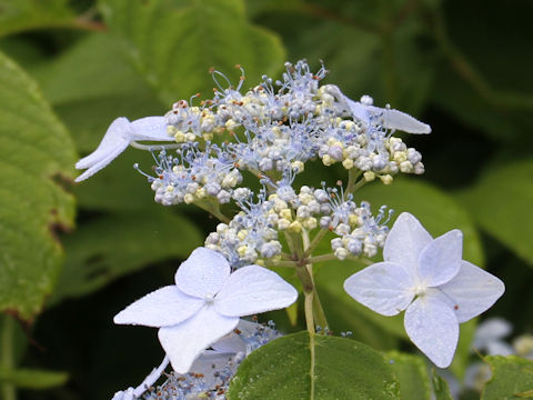 Hydrangea serrata var. megacarpa