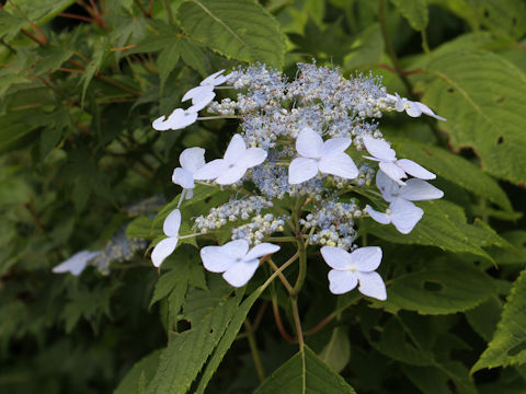 Hydrangea serrata var. megacarpa