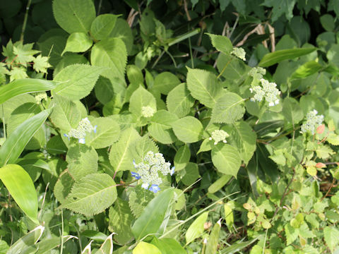 Hydrangea serrata var. megacarpa