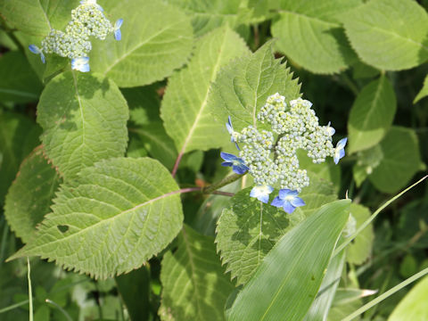 Hydrangea serrata var. megacarpa