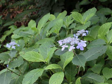 Hydrangea serrata var. megacarpa