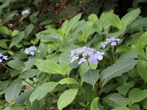 Hydrangea serrata var. megacarpa