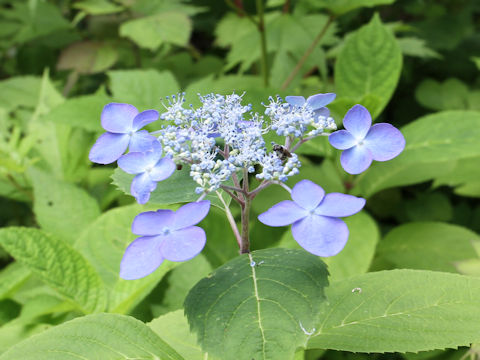 Hydrangea serrata var. megacarpa