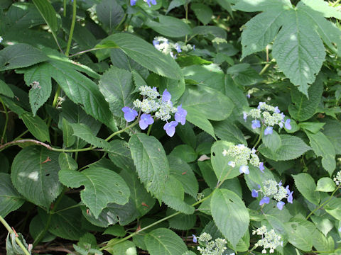 Hydrangea serrata var. megacarpa