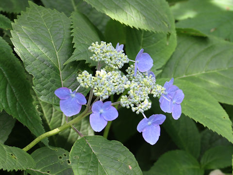 Hydrangea serrata var. megacarpa