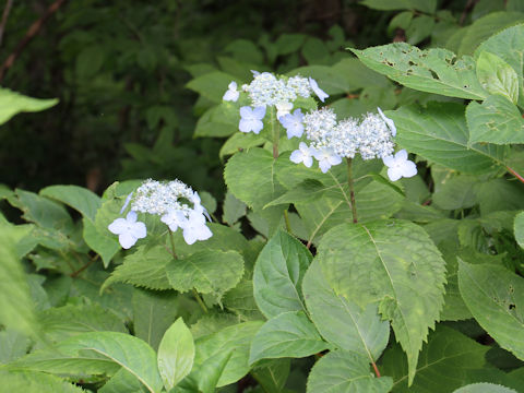 Hydrangea serrata var. megacarpa