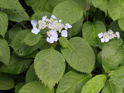 Hydrangea serrata var. megacarpa