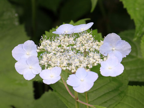 Hydrangea serrata var. megacarpa