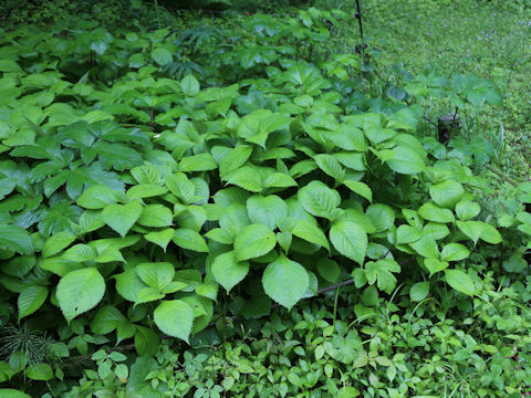 Hydrangea serrata var. megacarpa